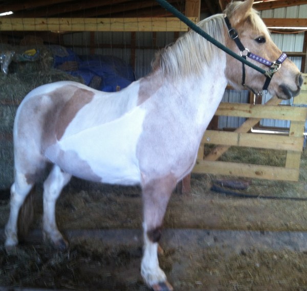 Not the best shot, but here he is with the clipping complete.  