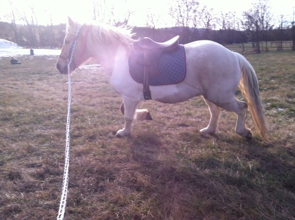 Here he is the next day on the lunge line.  He was feeling particularly fresh in the brisk wind with his hew hair style.  