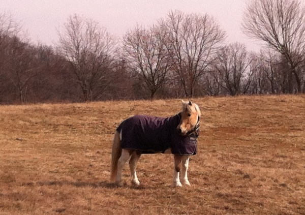 winter pony