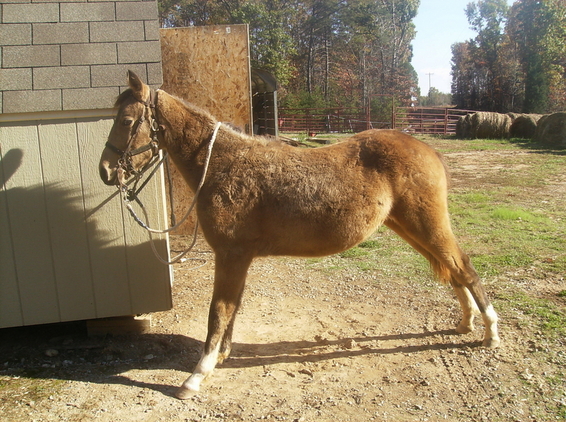 343646_reduced_will_be_ready_to_ride_come_spring_buckskin_with_4_wi_photo_1_img