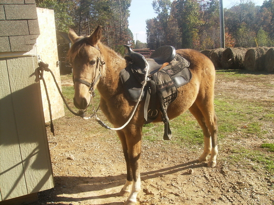 343646_reduced_will_be_ready_to_ride_come_spring_buckskin_with_4_wi_photo_2_img