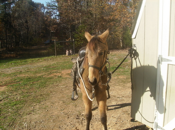 343646_reduced_will_be_ready_to_ride_come_spring_buckskin_with_4_wi_photo_3_img