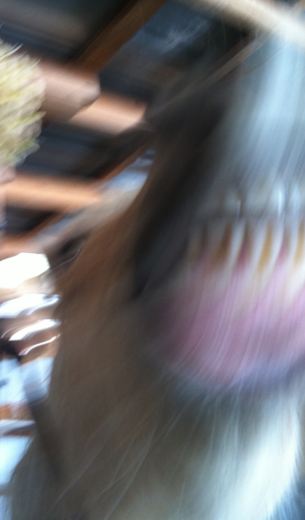 It might be hard to tell but he is smiling. 