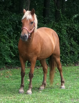 This is Copper's for sale photo