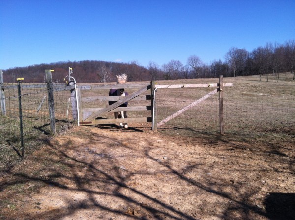 Simon watching from the big field
