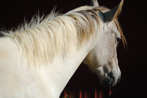 984309_10151949863237564_1441829261_n