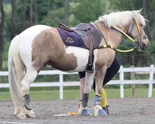 Photo: Equistar Photography