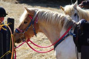 1743740_484980414961586_2038613999_n