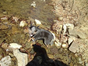 SANYO DIGITAL CAMERA