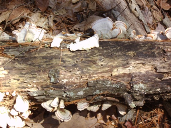 SANYO DIGITAL CAMERA