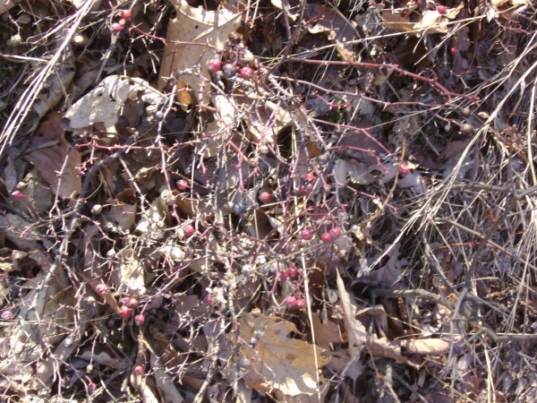 SANYO DIGITAL CAMERA