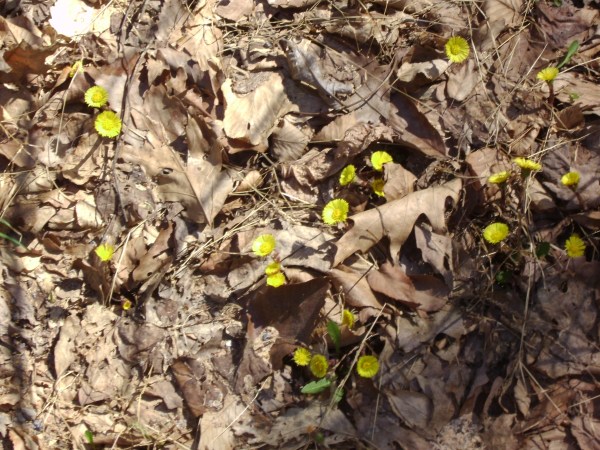 SANYO DIGITAL CAMERA