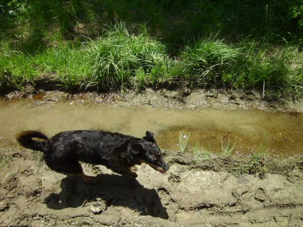 SANYO DIGITAL CAMERA