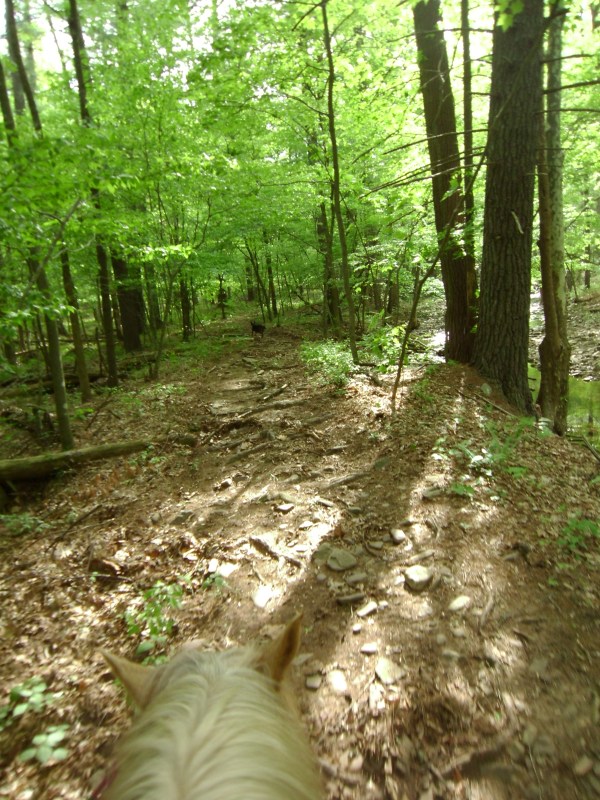 SANYO DIGITAL CAMERA