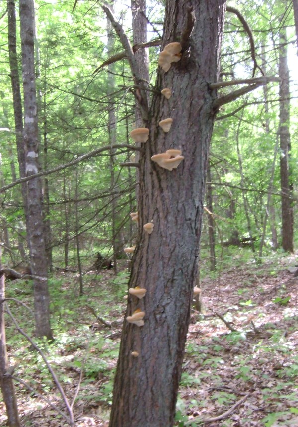 SANYO DIGITAL CAMERA