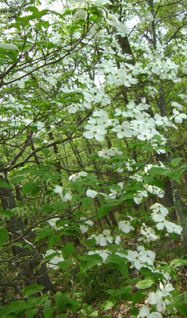 SANYO DIGITAL CAMERA